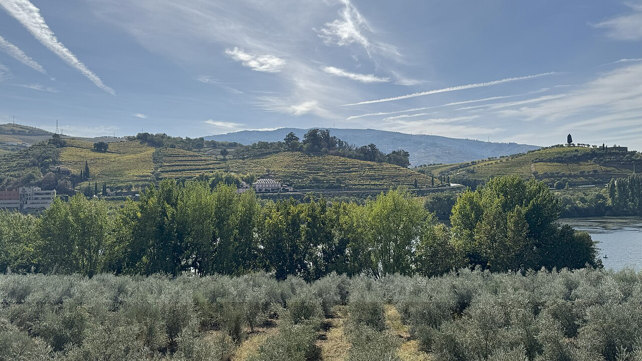 Vinhas em socalcos nas encostas junto ao rio Douro, perto da Régua.